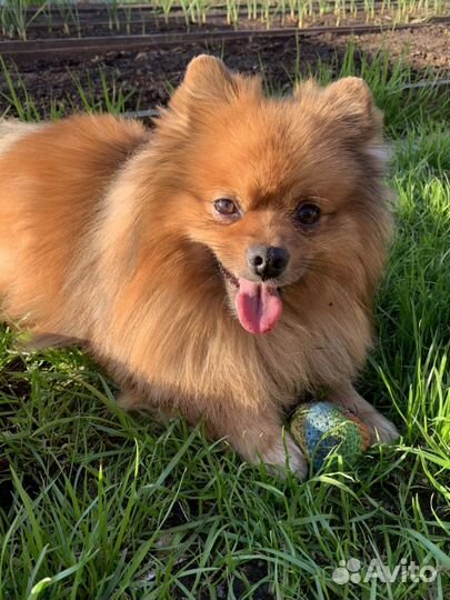 Вязка Немецкий Шпиц кабель