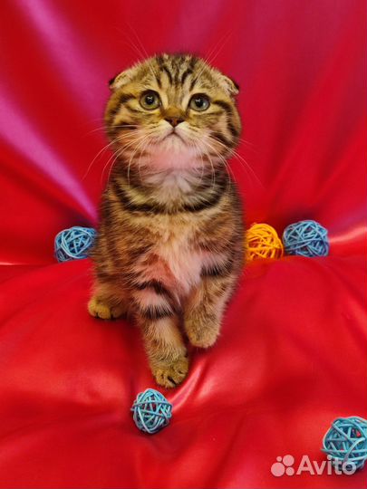 Шотландский золотой котенок
