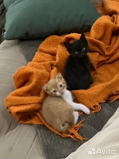 Котята в добрые руки даром