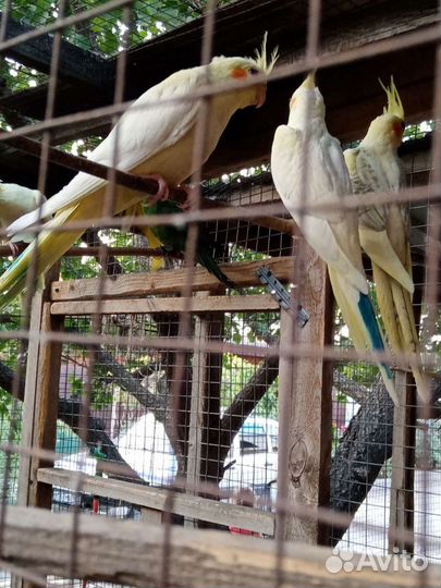 Попугай. карела