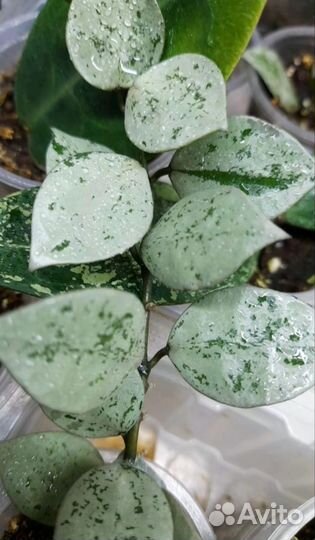 Хойя Лата Искандер и др