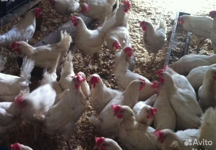 Бройлер суточный и подращенный, курочки разновозр