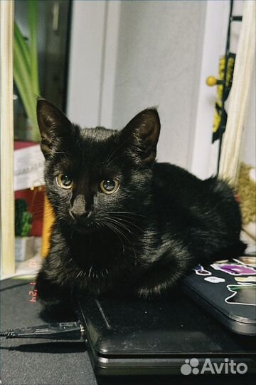 Котенок 3-4 месяца