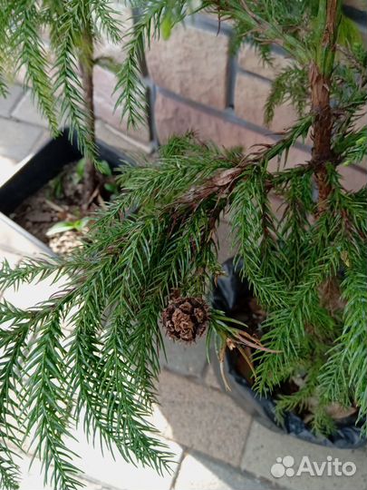 Криптомерия