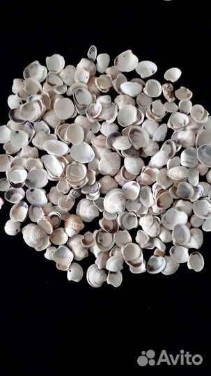 Морские ракушки