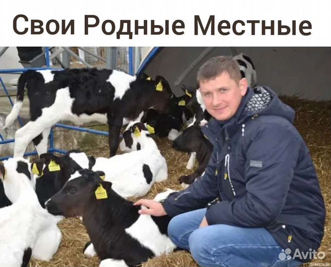 Бычки Телята Мясные на откорм