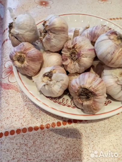 Чеснок зимний