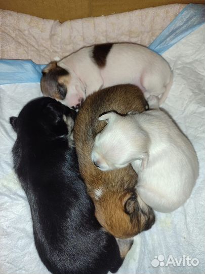 Щенки чихуахуа