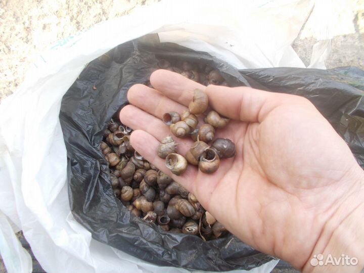 Раковины ракушки домики улиток пресноводных