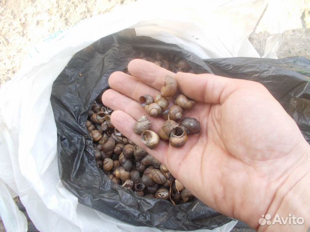 Раковины ракушки домики улиток пресноводных