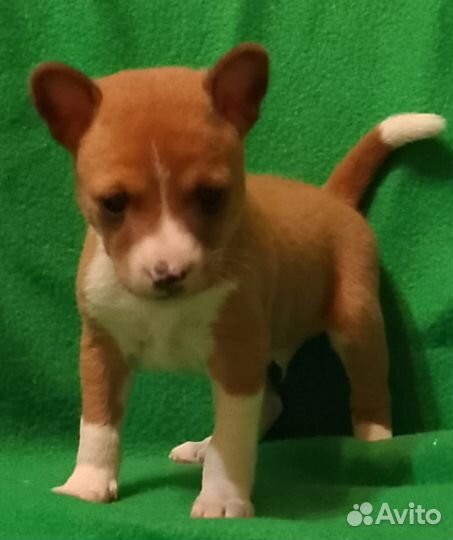 Басенджи лучшие щеночки