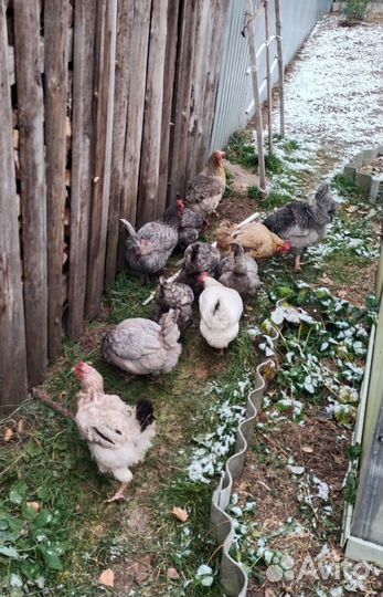 Куры несушки