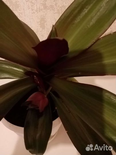 Традесканция рэо