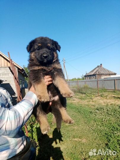 Щенки немецкой овчарки