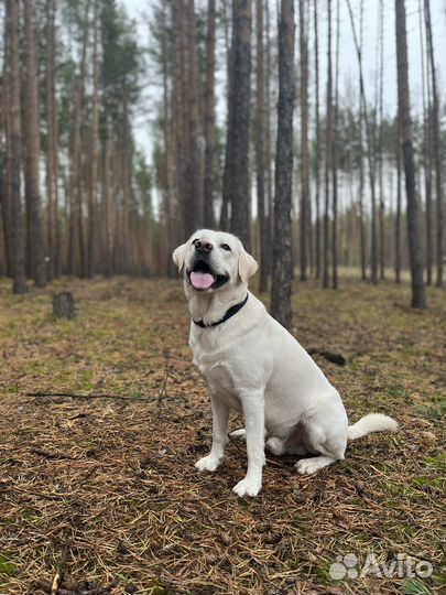 Лабродор. Вязка