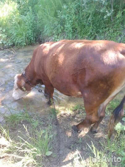 Телка нетели