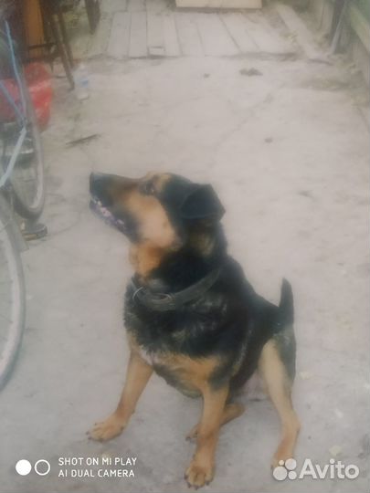 Собака в добрые руки