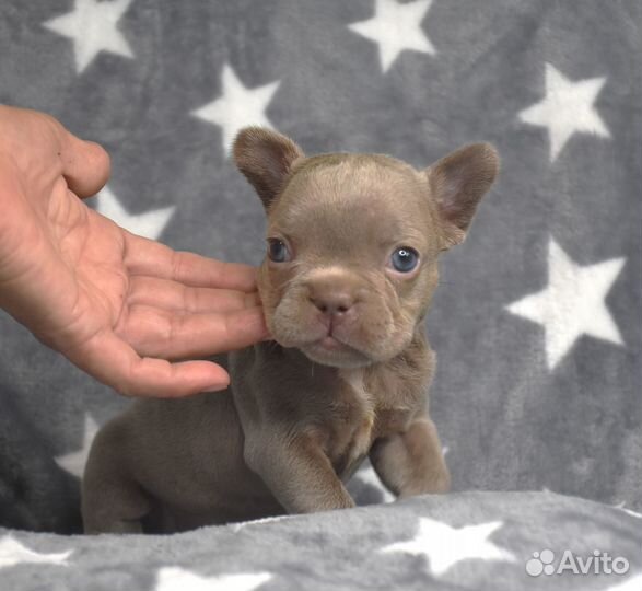 Девочка Изабелла. солид