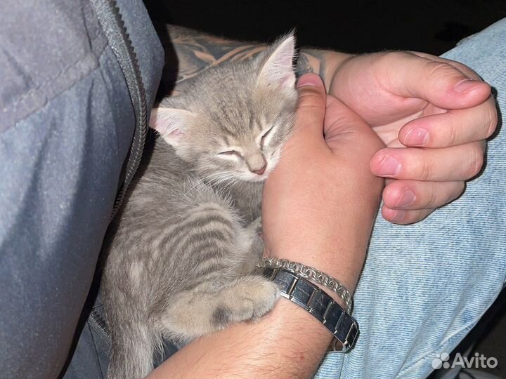 Кошка в дар бесплатно