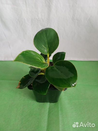 Пилеяmoon,Переромия,Филодендрон Биркин,Сансевиерия