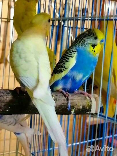 Попугай волнистый, монах квакер, ожереловый птенцы