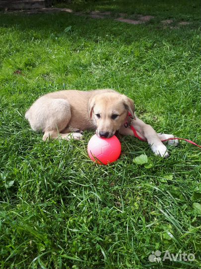 Ретривер метис