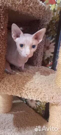 Вязка кот сфинкс