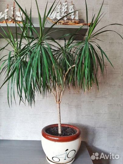 Пальма Драцена