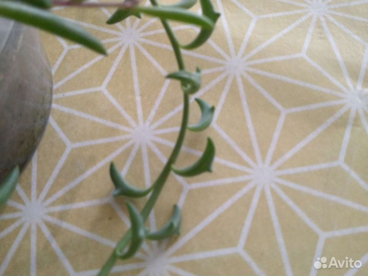 Сенецио-крестовник микс