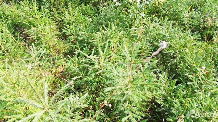 Саженцы ели, березы, сосны