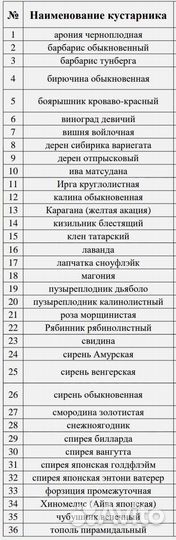 Кизильник, декоративные кустарники