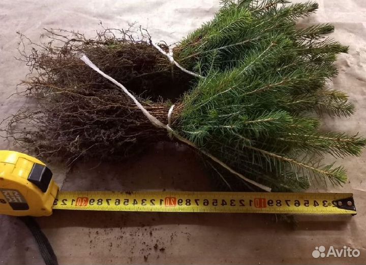 Ель, сеянцы окс. Лесовосстановление. От 100 000шт