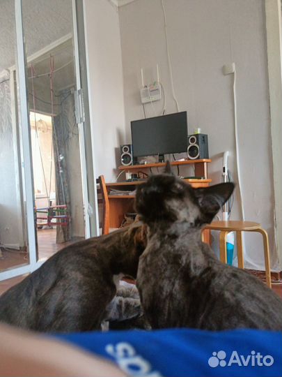 Кошка в дар