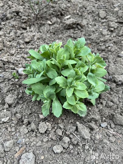 Комнатные и домашние растения