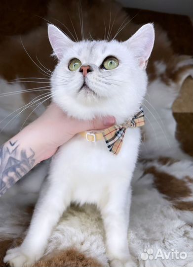 Котик с изумрудными глазами