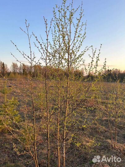 Саженцы березы 1-1.5м зкс