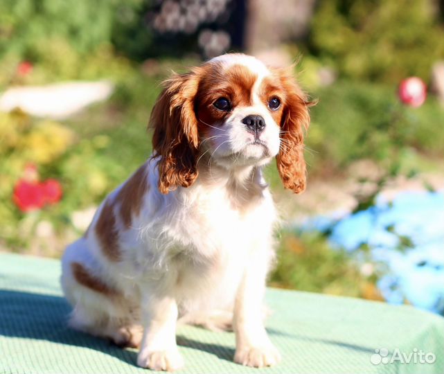 Кавалер кинг чарльз спаниель девочка
