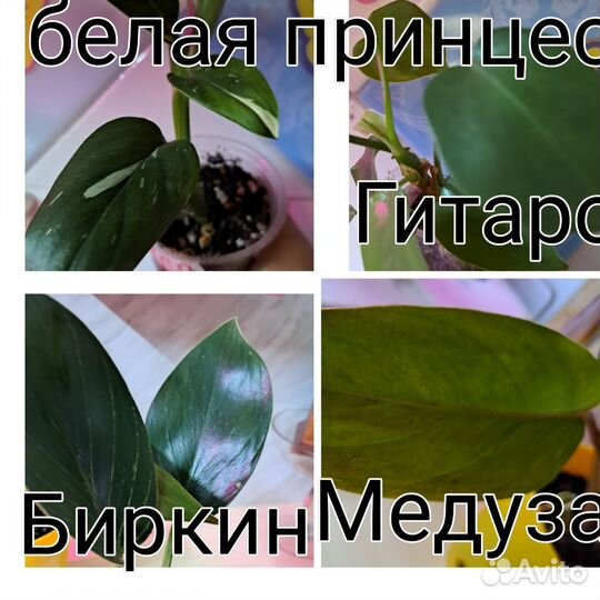 Комнатные растения цветы