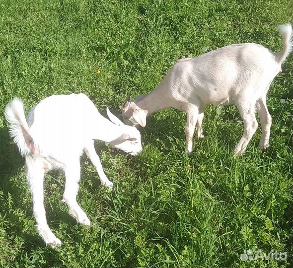 Продам козочек