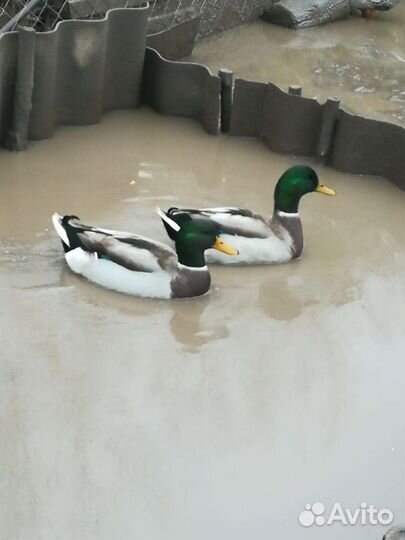 Дикая утка кряква