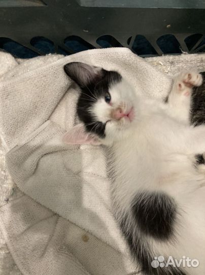 Котик 11 месяцев