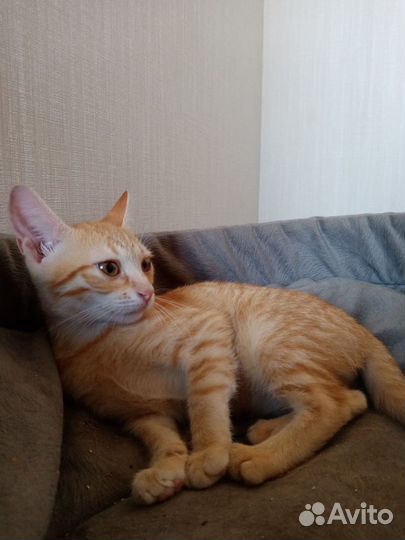 Найден Котенок