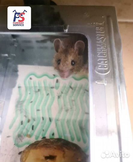 Мышеловка - живоловка для мышей Himiks металл