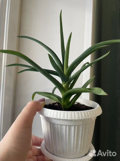 Алоэ декоративное