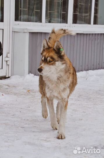Хаска в добрые руки