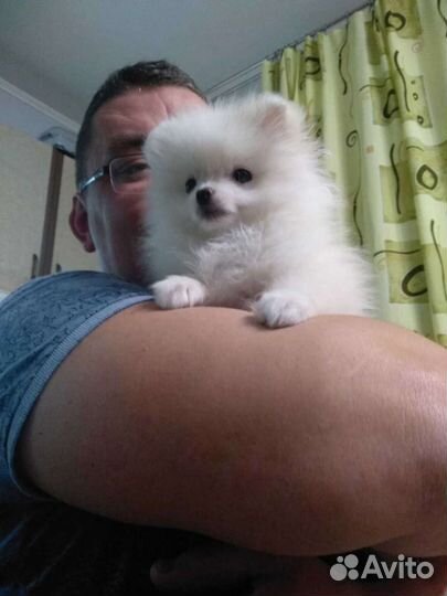 Дрессировка собак кинолог