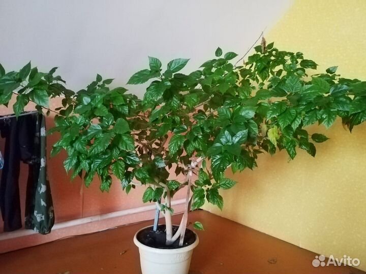 Домашние растения и цветы 100 здоровые