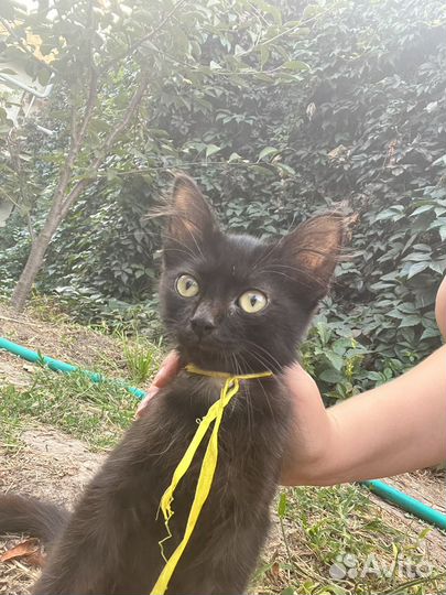 Малыш ищет свой дом