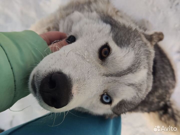 Сибирская хаска/вязка