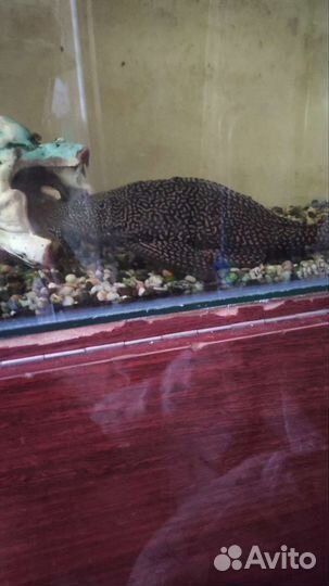 Аквариум с рыбой